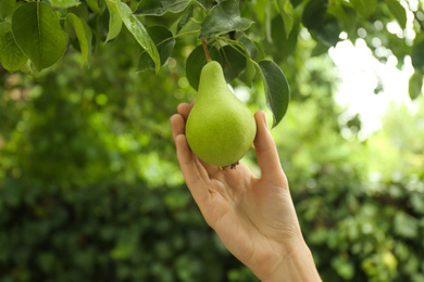 Photo of Woman picking pear from tree in orchard, closeup