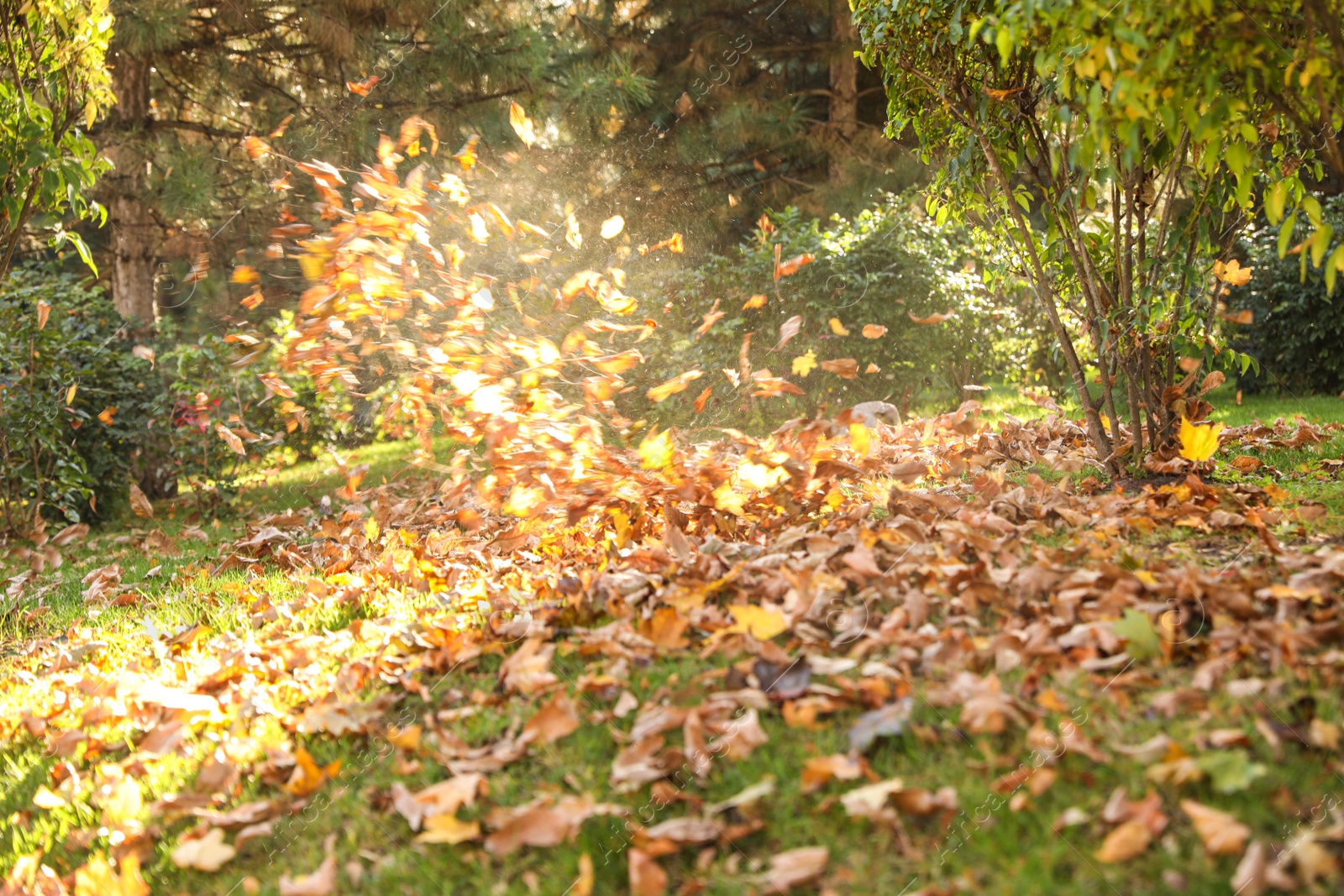 Photo of Blowing autumn leaves from green lawn in park