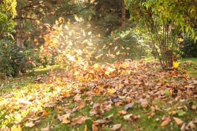 Blowing autumn leaves from green lawn in park