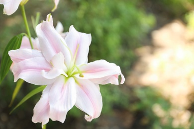 Photo of Beautiful blooming lily flower in garden, closeup