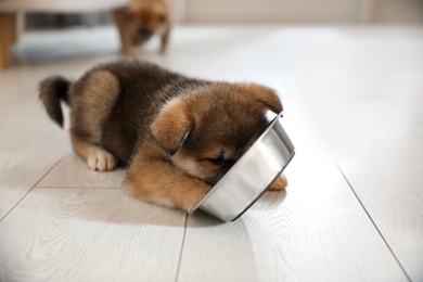 Photo of Adorable Akita Inu puppy eating from feeding bowl indoors