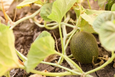 Fresh ripe juicy melon growing in field