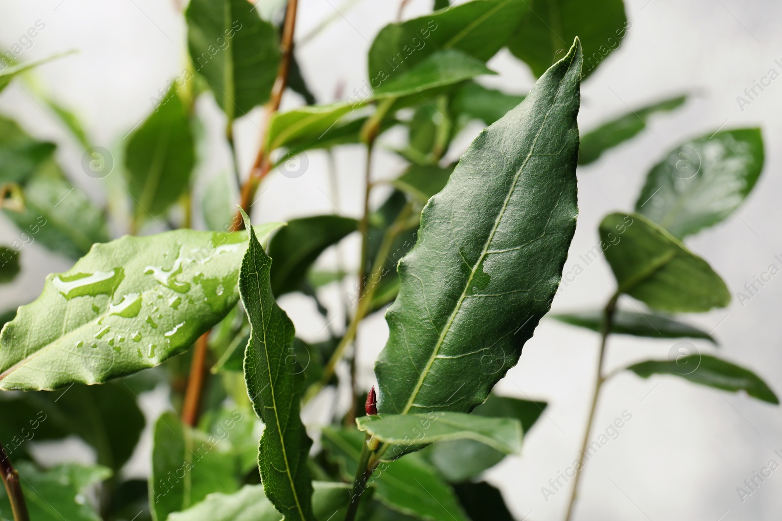 Photo of Bay tree with green leaves growing on light grey background, closeup