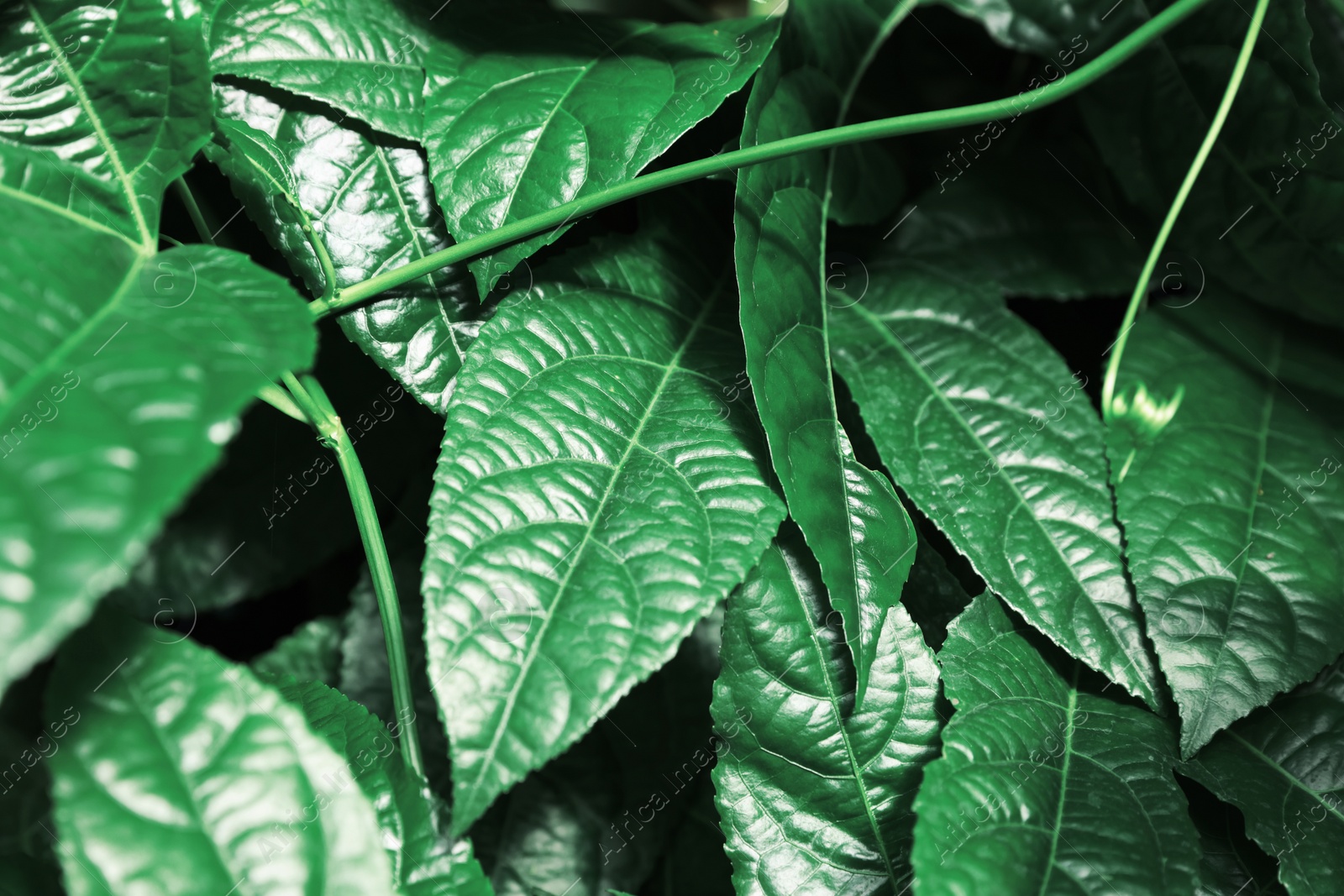 Photo of Many fresh green tropical leaves growing outdoors, closeup