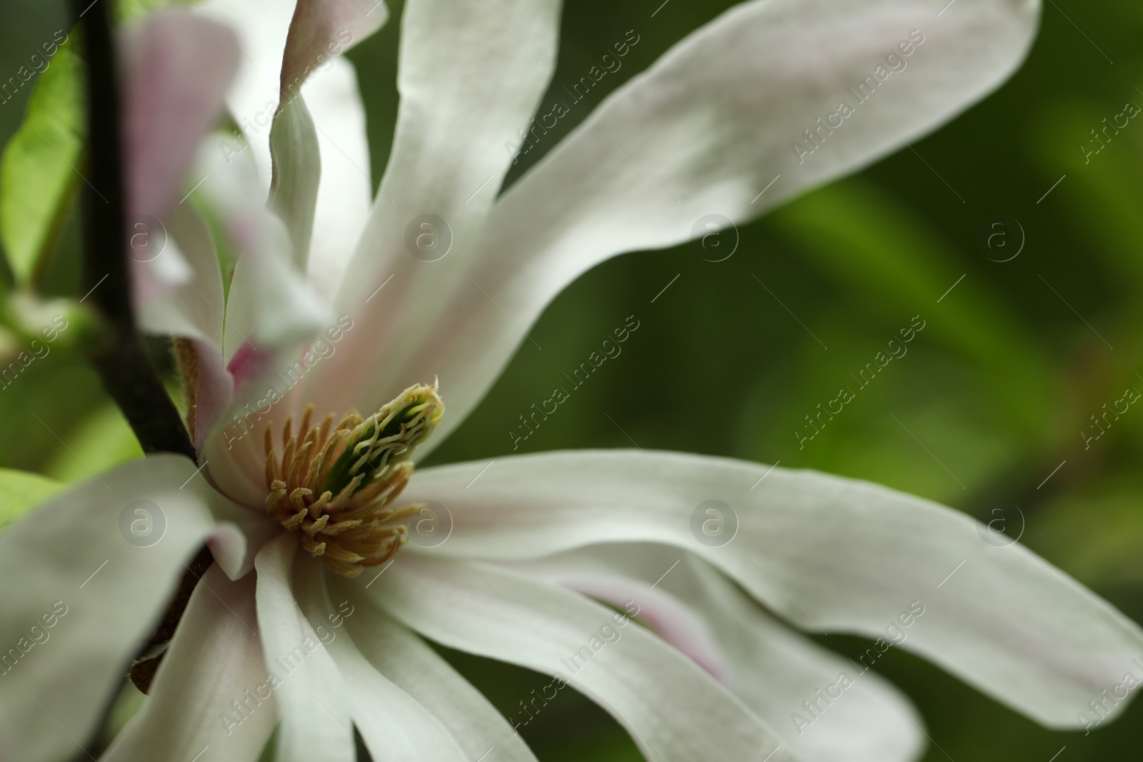 Photo of Beautiful magnolia flower on blurred background, closeup