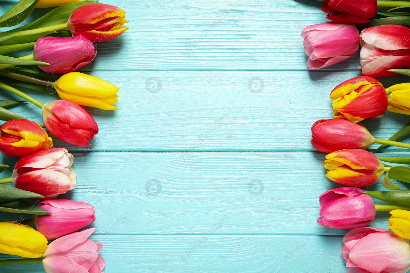 Photo of Beautiful spring tulips on light blue wooden table, flat lay. Space for text