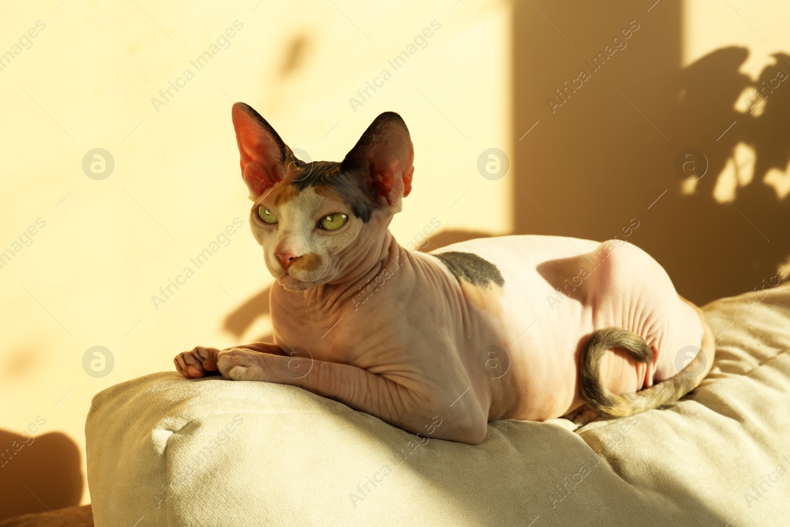 Photo of Adorable Sphynx cat on pillow at home. Lovely pet