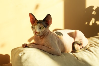 Photo of Adorable Sphynx cat on pillow at home. Lovely pet