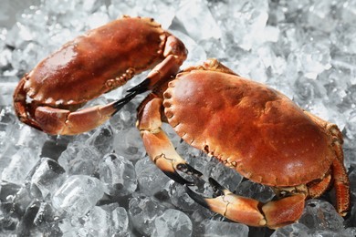 Photo of Delicious boiled crabs on ice cubes, closeup