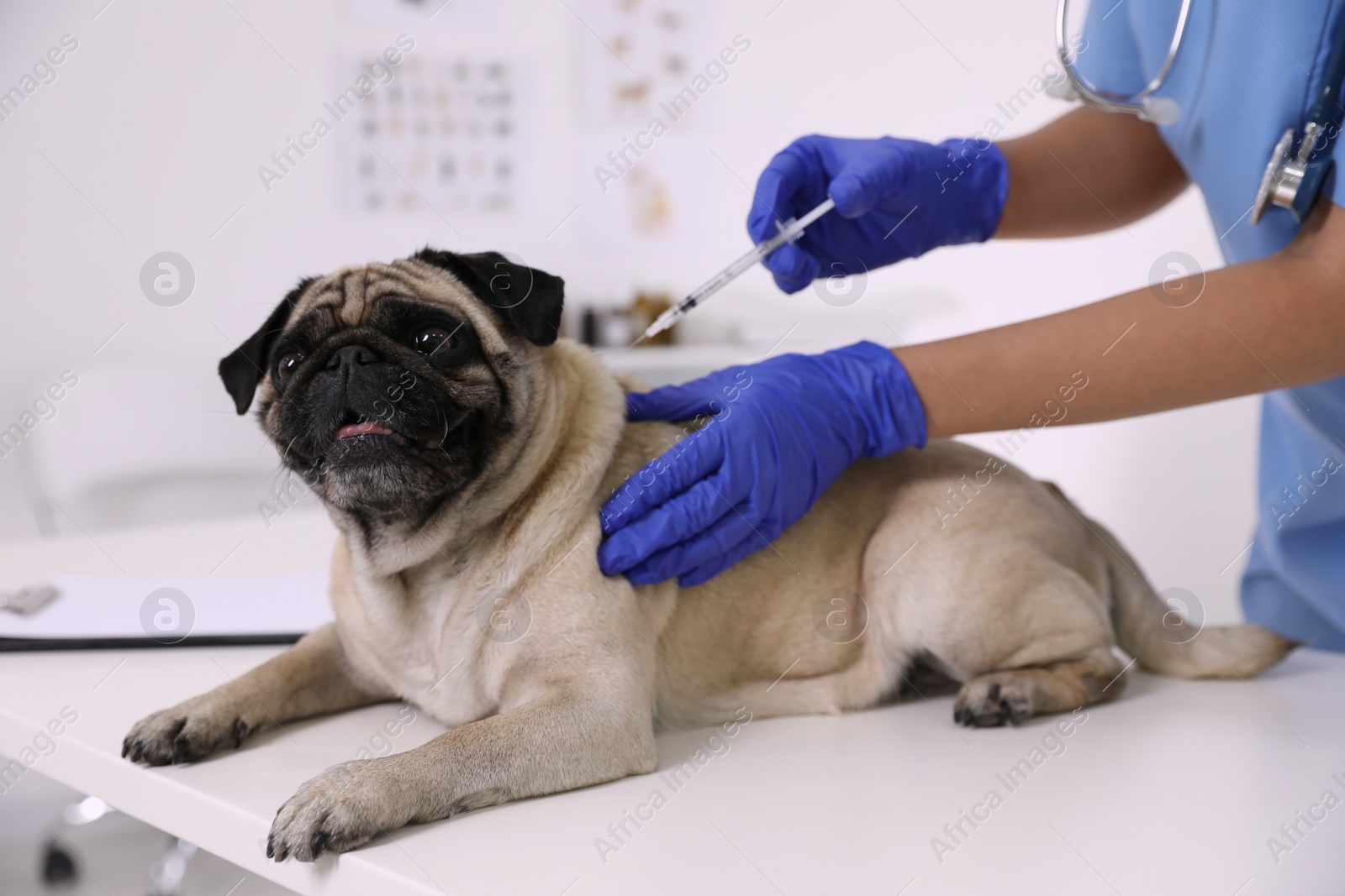 Photo of Professional veterinarian vaccinating cute pug dog in clinic, closeup