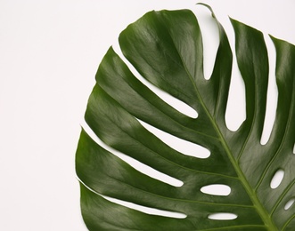 Photo of Beautiful tropical leaf on light background, top view