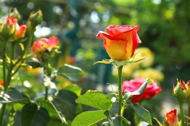 Photo of Beautiful blooming roses with water drops in garden on sunny day. Space for text