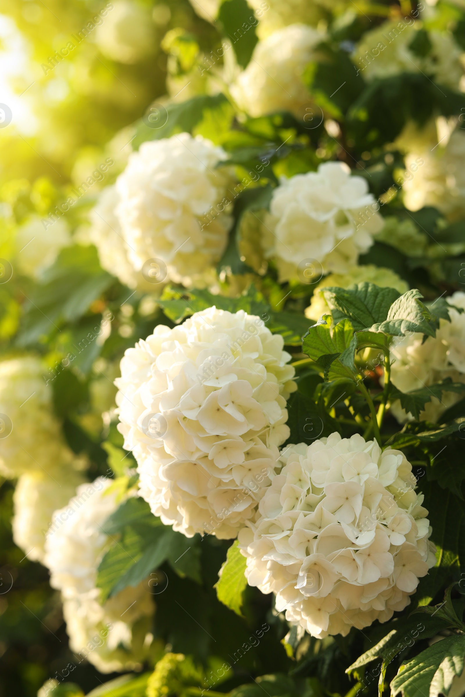 Photo of Beautiful hydrangea plant with white flowers outdoors, closeup