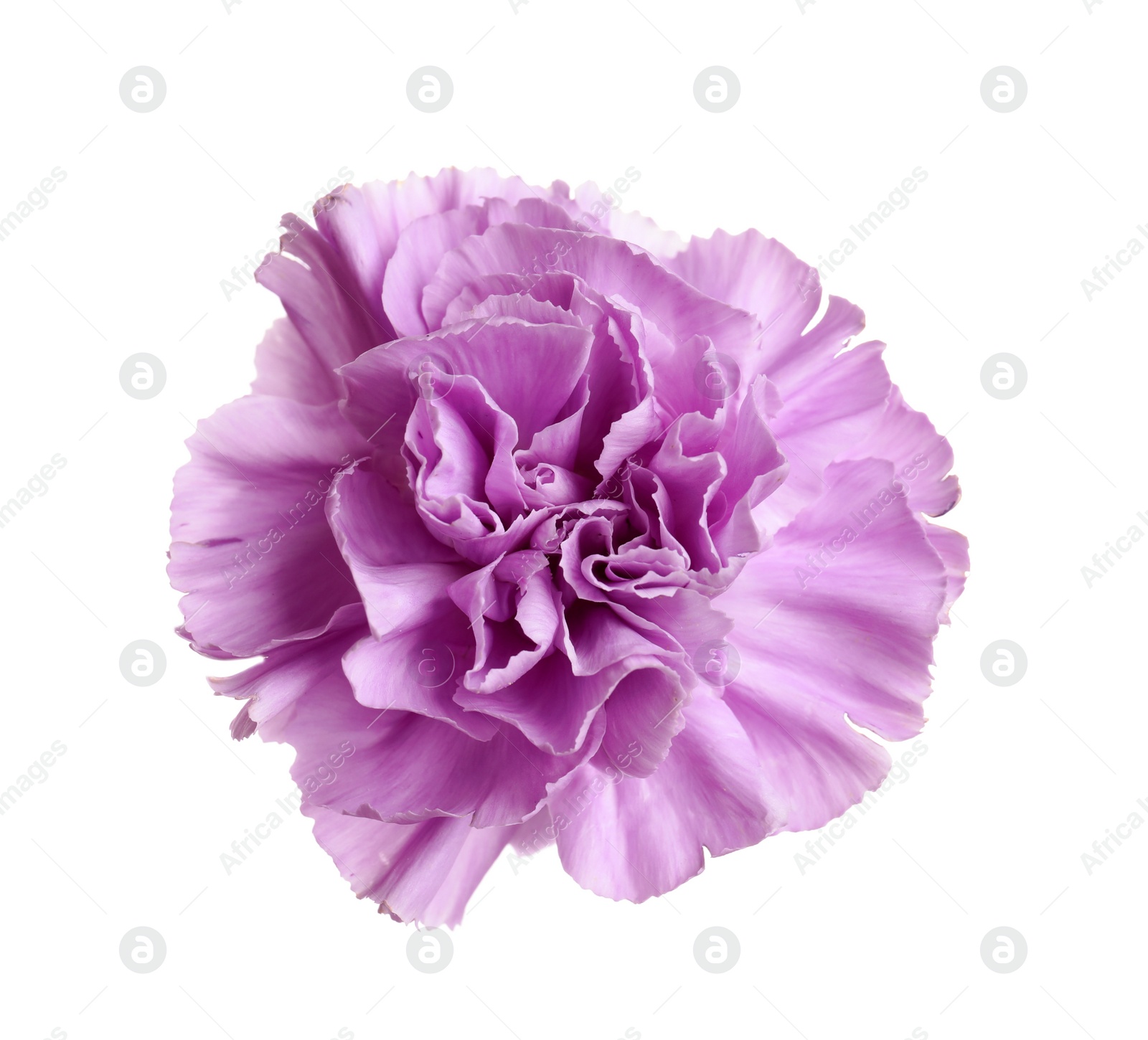 Photo of Beautiful blooming violet carnation on white background