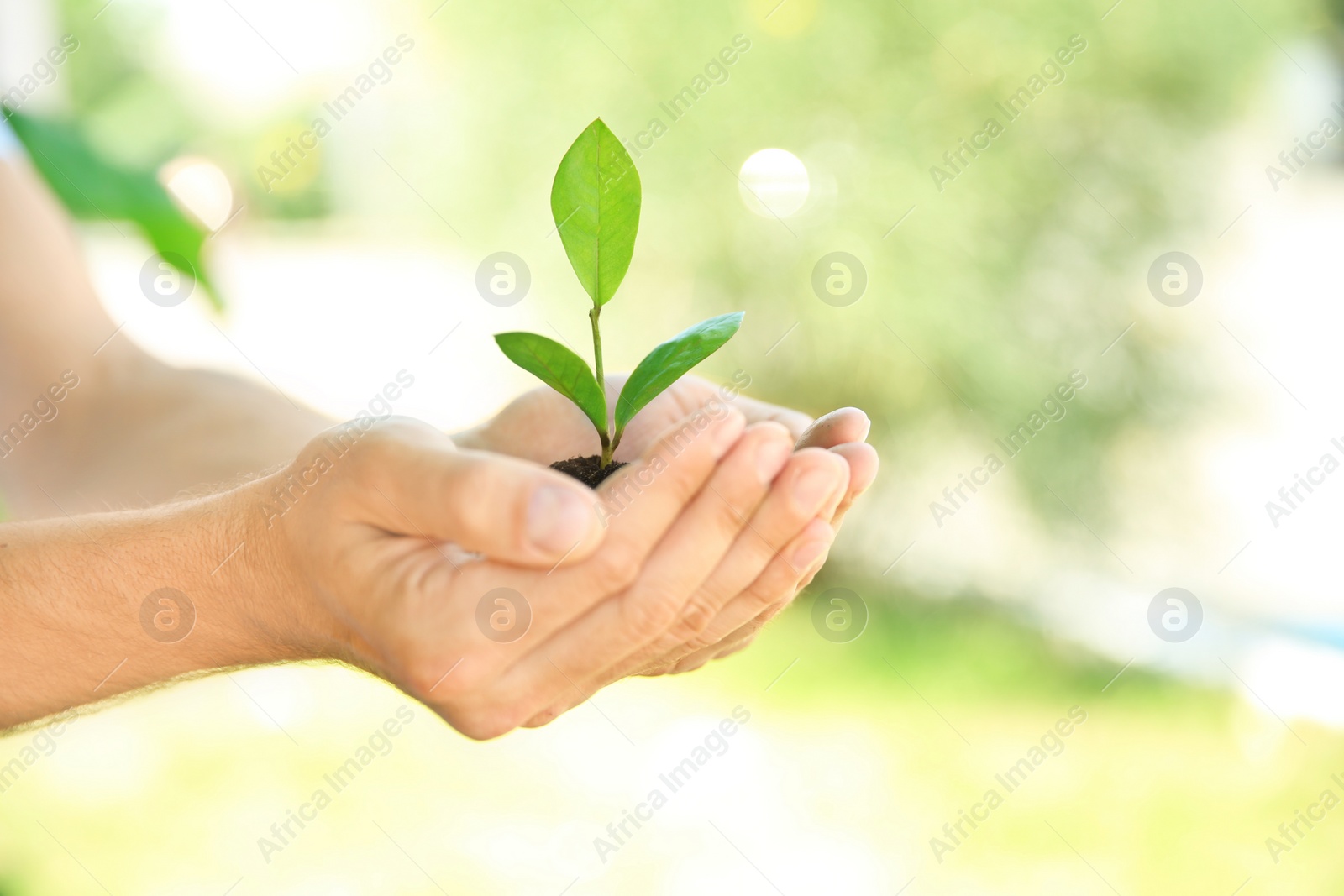 Photo of Man holding soil with green plant in hands on blurred background