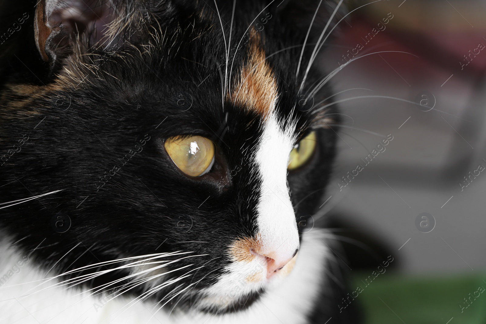 Photo of Cute cat with corneal opacity in eye on blurred background, closeup