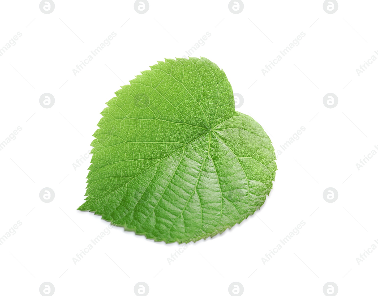 Photo of Beautiful spring green leaf on white background