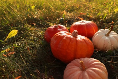 Many ripe pumpkins among green grass outdoors. Space for text