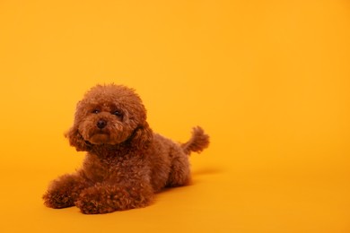 Photo of Cute Maltipoo dog on orange background, space for text. Lovely pet