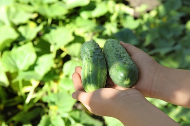 Man holding ripe cucumbers in garden on sunny day