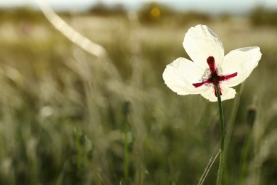 Photo of Beautiful flower growing in meadow on sunny day, closeup. Space for text