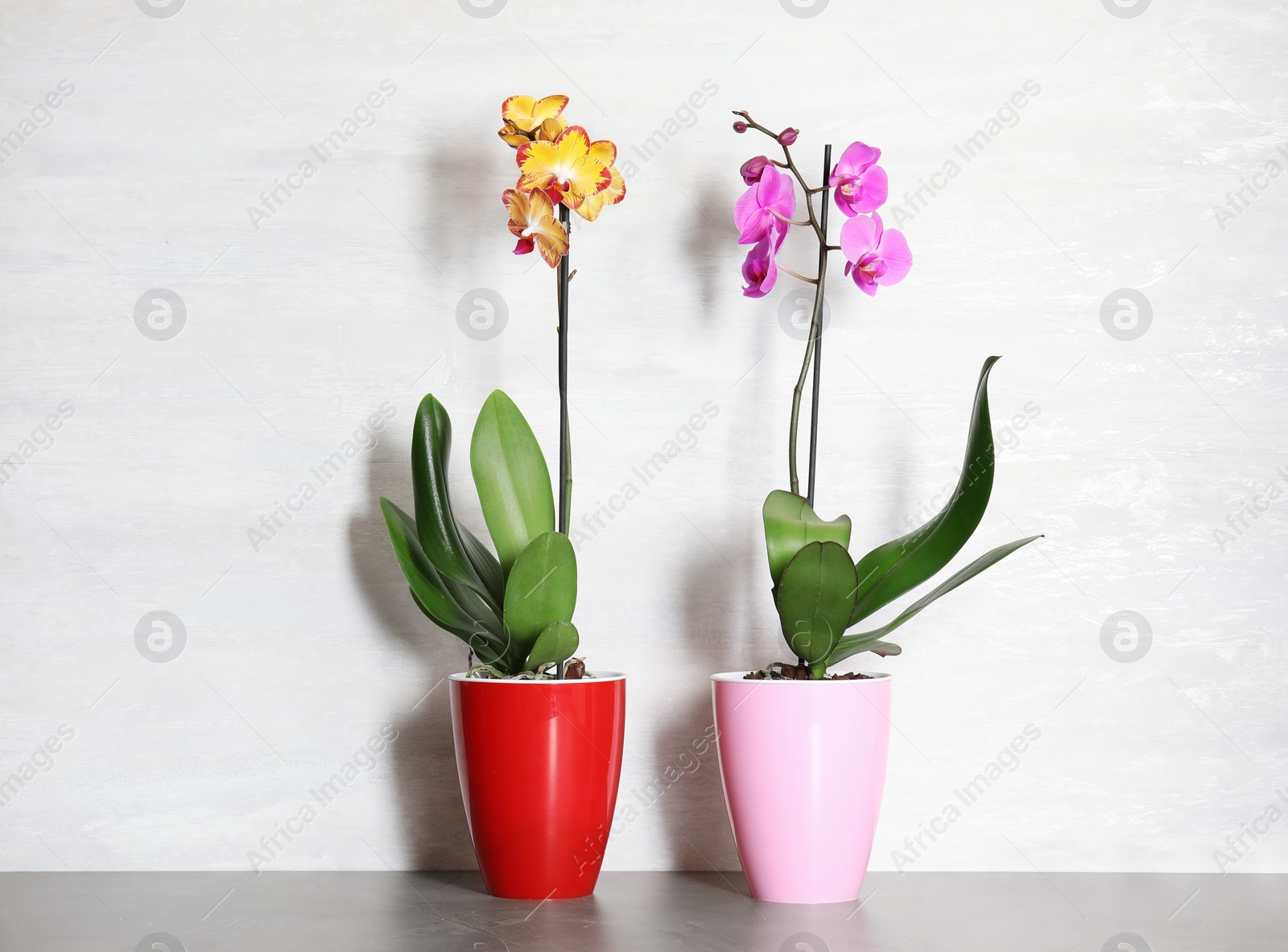 Photo of Beautiful tropical orchid flowers in pots on table near color wall