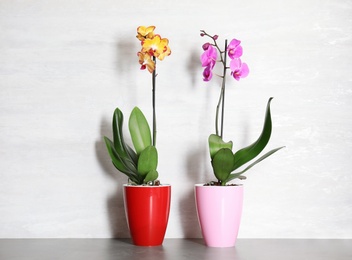 Photo of Beautiful tropical orchid flowers in pots on table near color wall