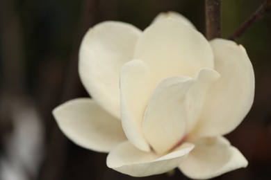 Beautiful blooming flower of magnolia tree on blurred background, closeup