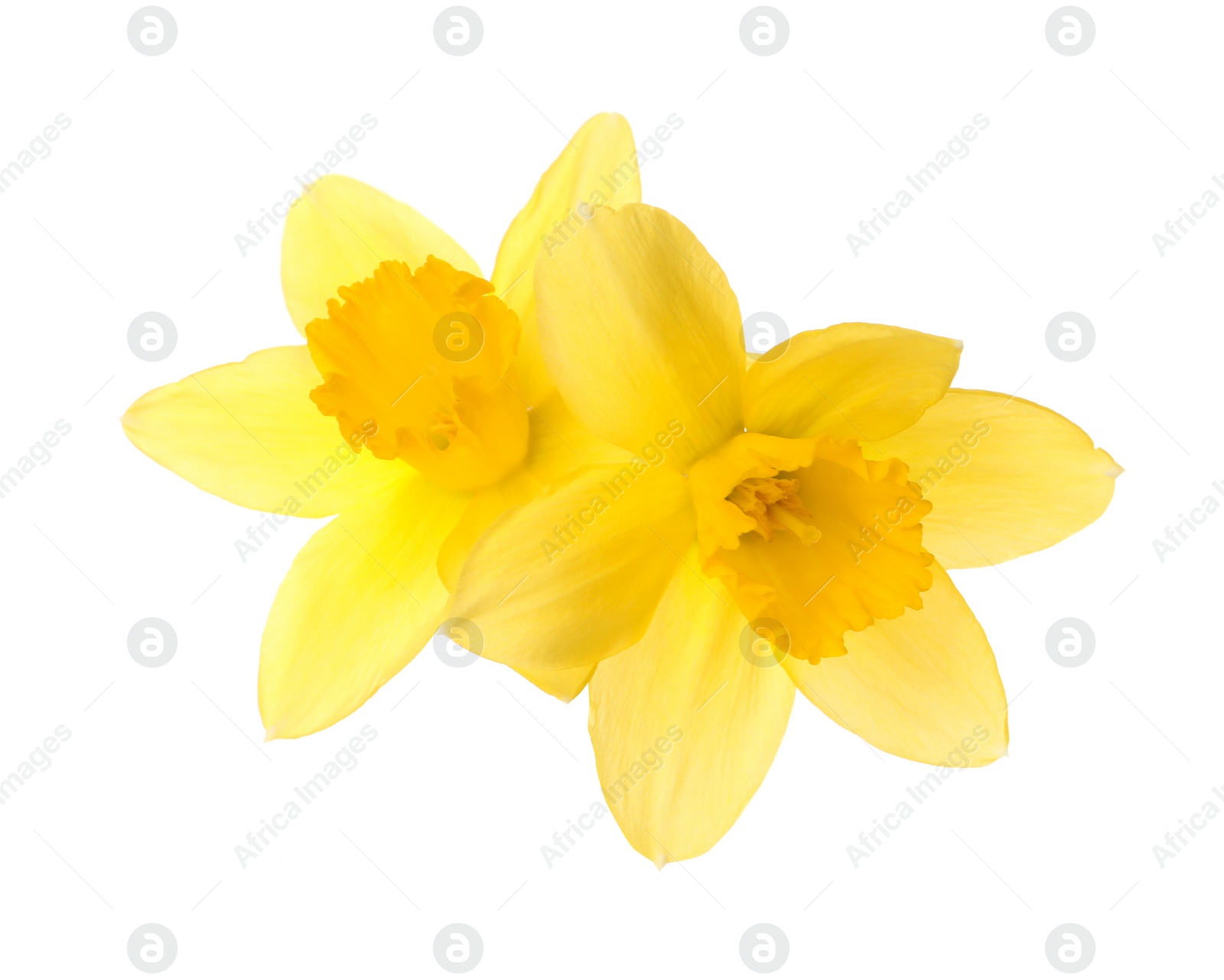 Photo of Beautiful blooming yellow daffodils on white background