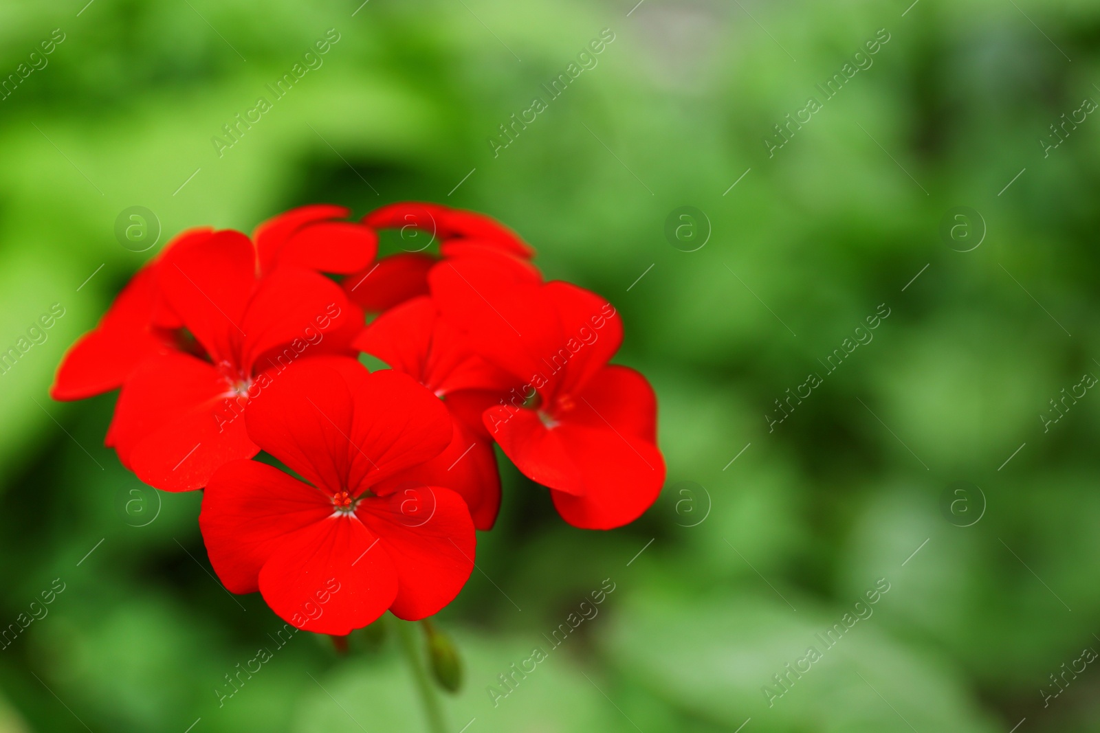 Photo of Beautiful red geranium flowers in spring garden. Space for text