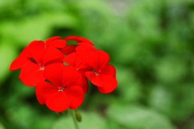 Beautiful red geranium flowers in spring garden. Space for text