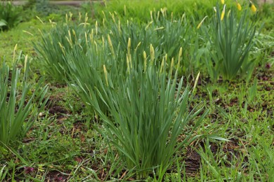 Photo of Beautiful unopened daffodils outdoors on spring day