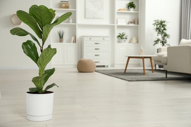 Fiddle Fig or Ficus Lyrata plant with green leaves at home. Space for text