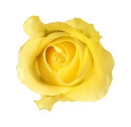 Photo of Beautiful fresh yellow rose isolated on white