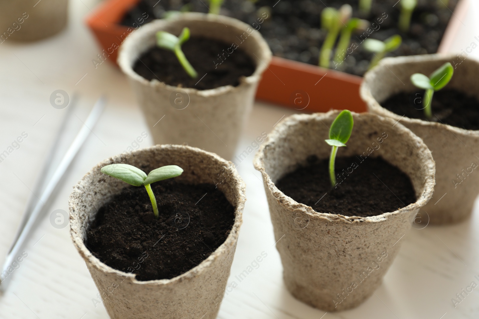 Photo of Young seedlings in peat pots on white table