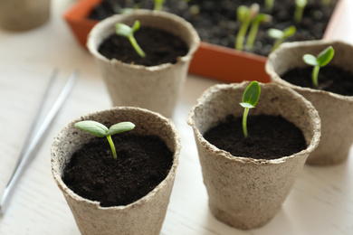 Young seedlings in peat pots on white table