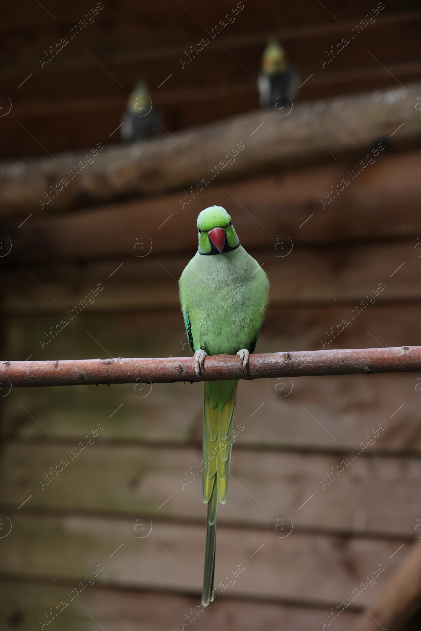 Photo of Beautiful parrot sitting on branch in zoological garden