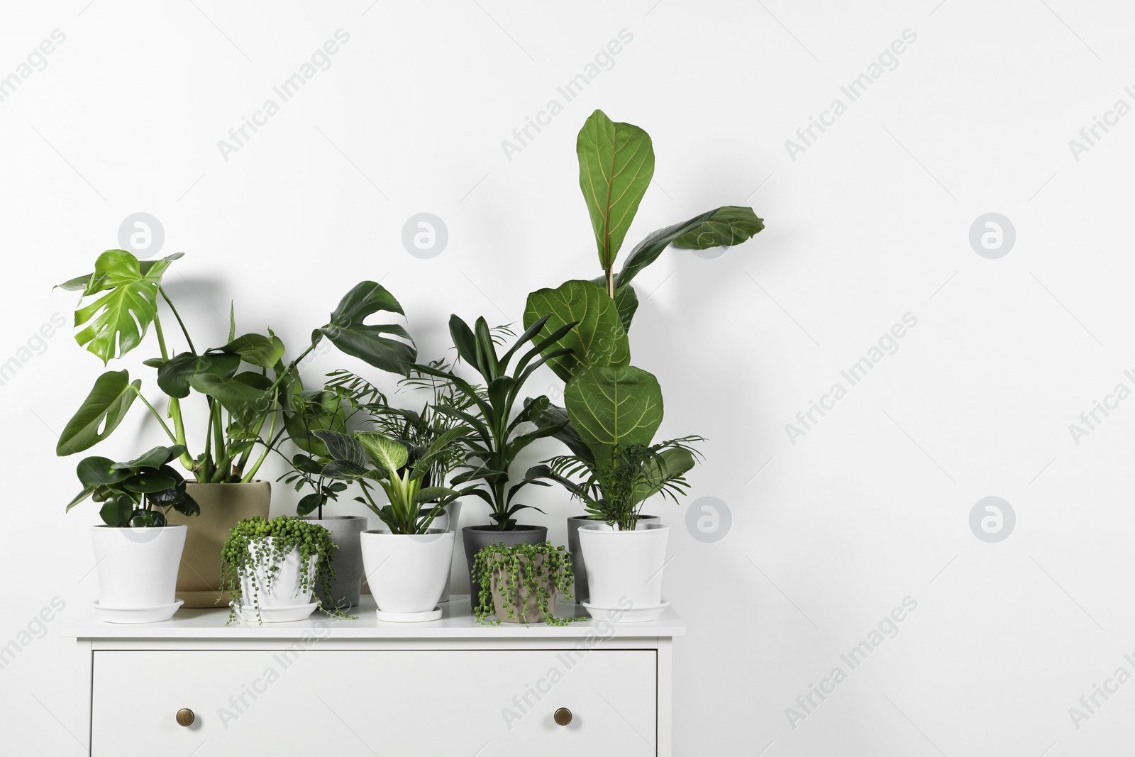 Photo of Many beautiful green potted houseplants on white chest of drawers indoors, space for text