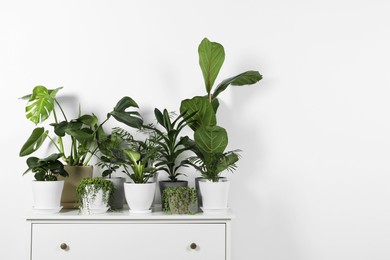 Photo of Many beautiful green potted houseplants on white chest of drawers indoors, space for text