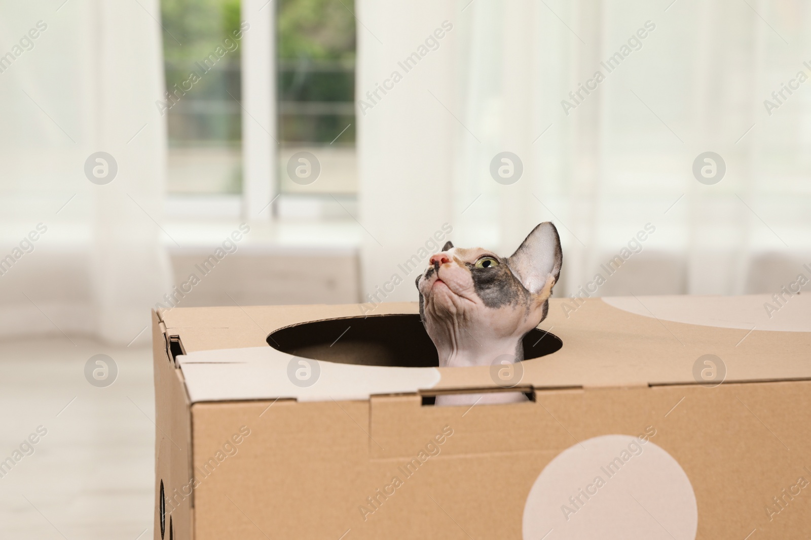 Photo of Cute sphynx cat inside cardboard house in room. Friendly pet