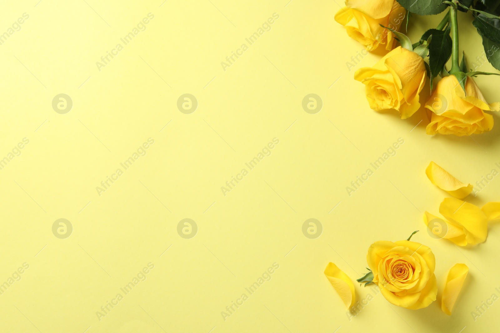 Photo of Beautiful roses on yellow background, flat lay. Space for text