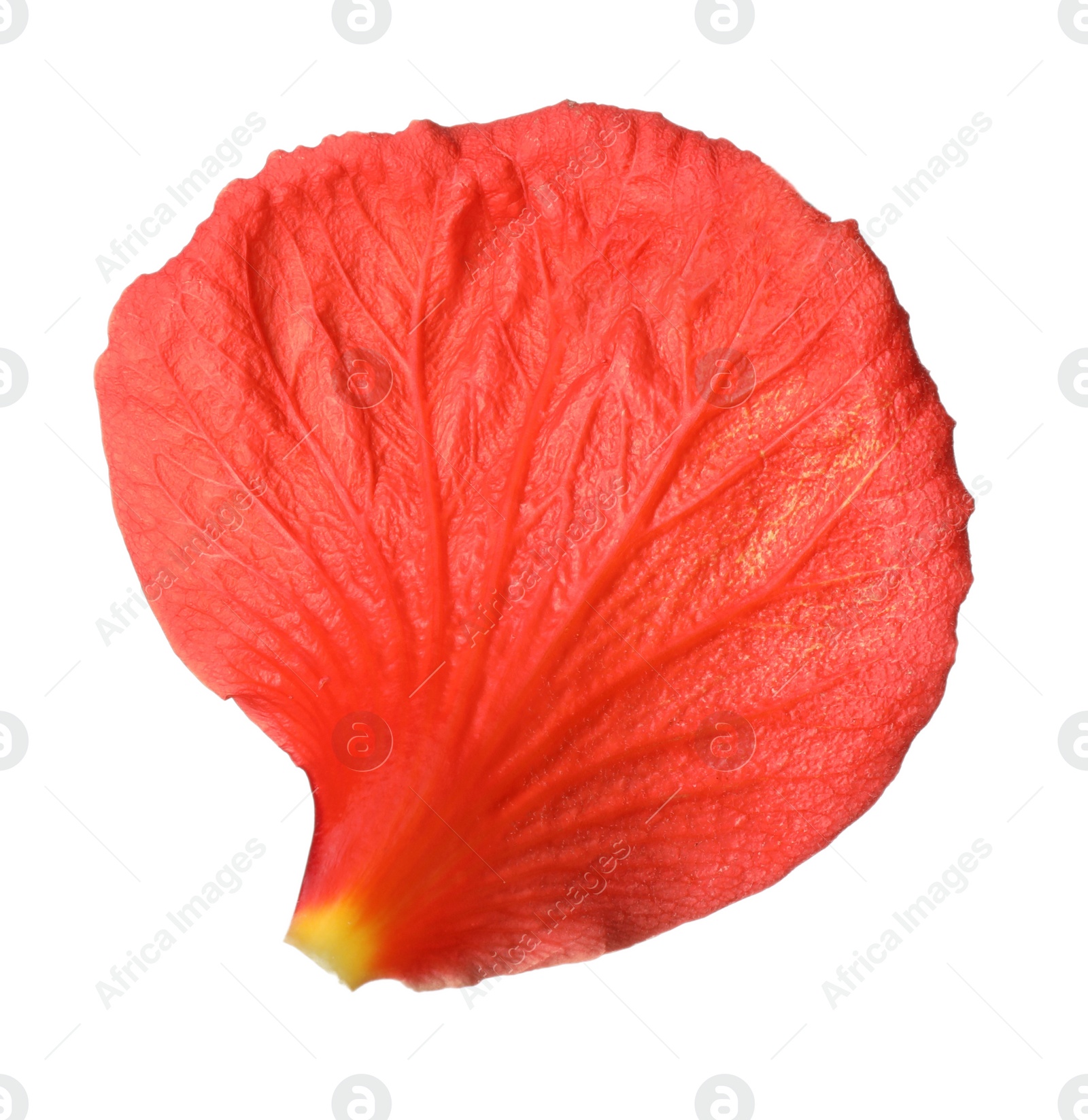 Photo of Beautiful red hibiscus petal isolated on white