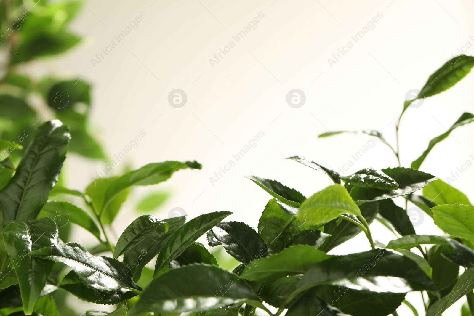 Photo of Closeup view of green tea plant against light background. Space for text