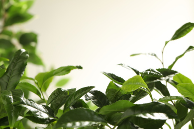 Closeup view of green tea plant against light background. Space for text