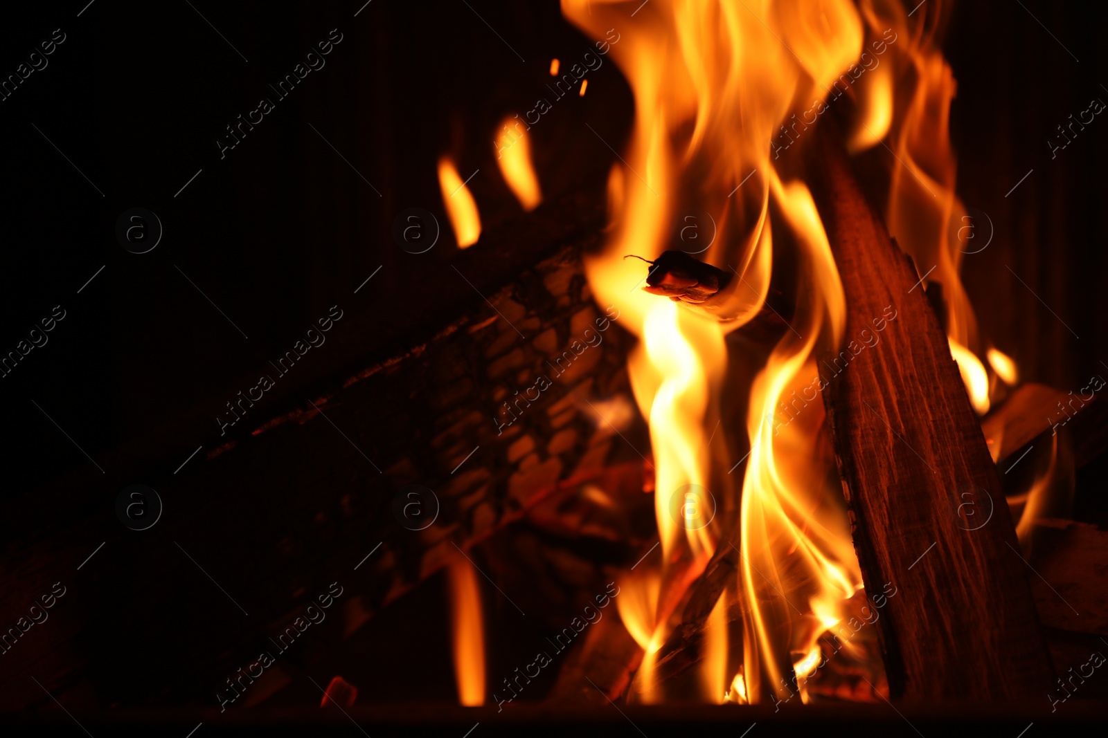 Photo of Bonfire with burning firewood on dark background, closeup