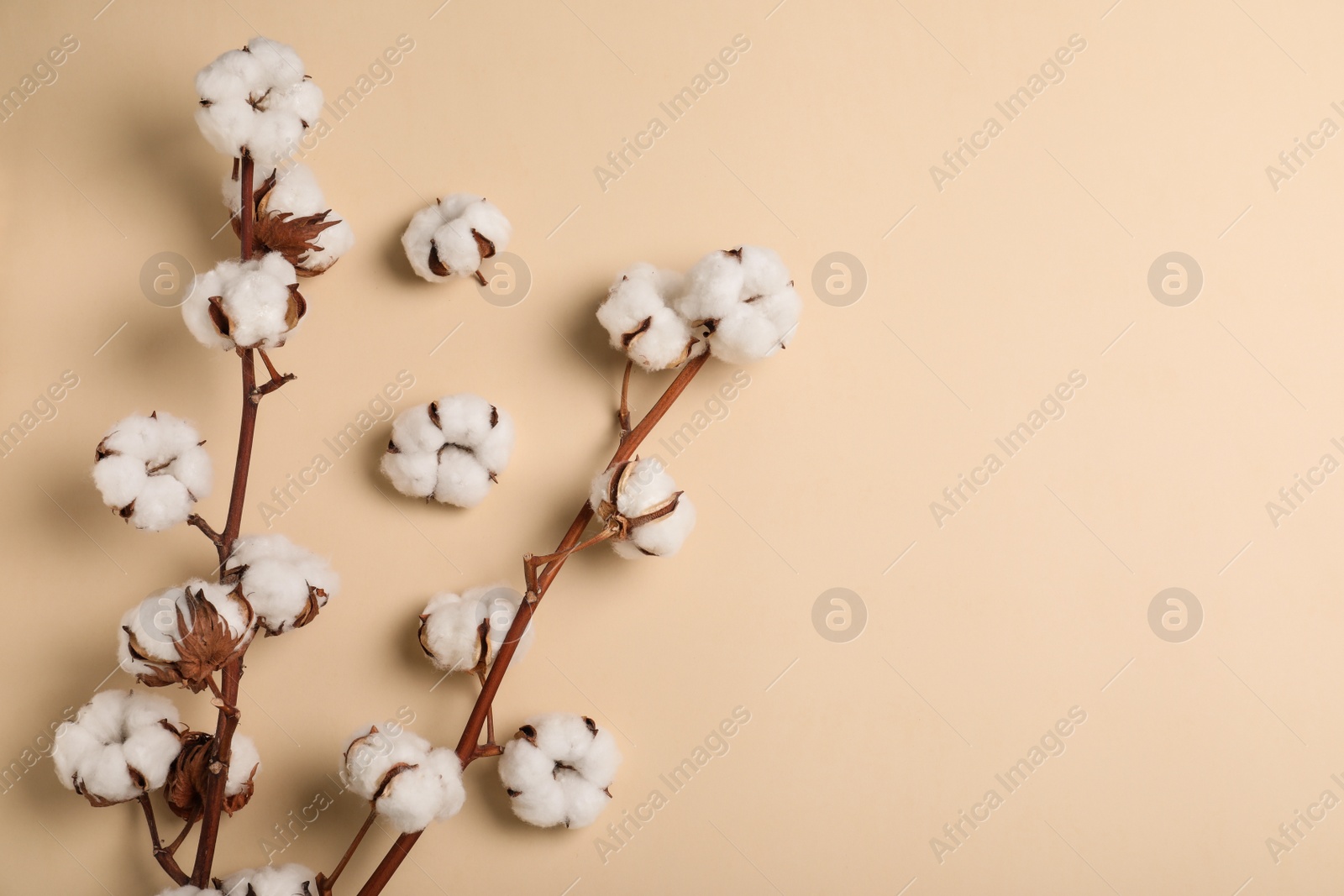 Photo of Fluffy cotton flowers on beige background, top view. Space for text