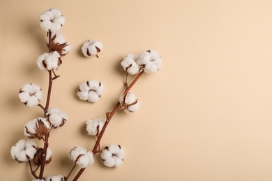 Fluffy cotton flowers on beige background, top view. Space for text