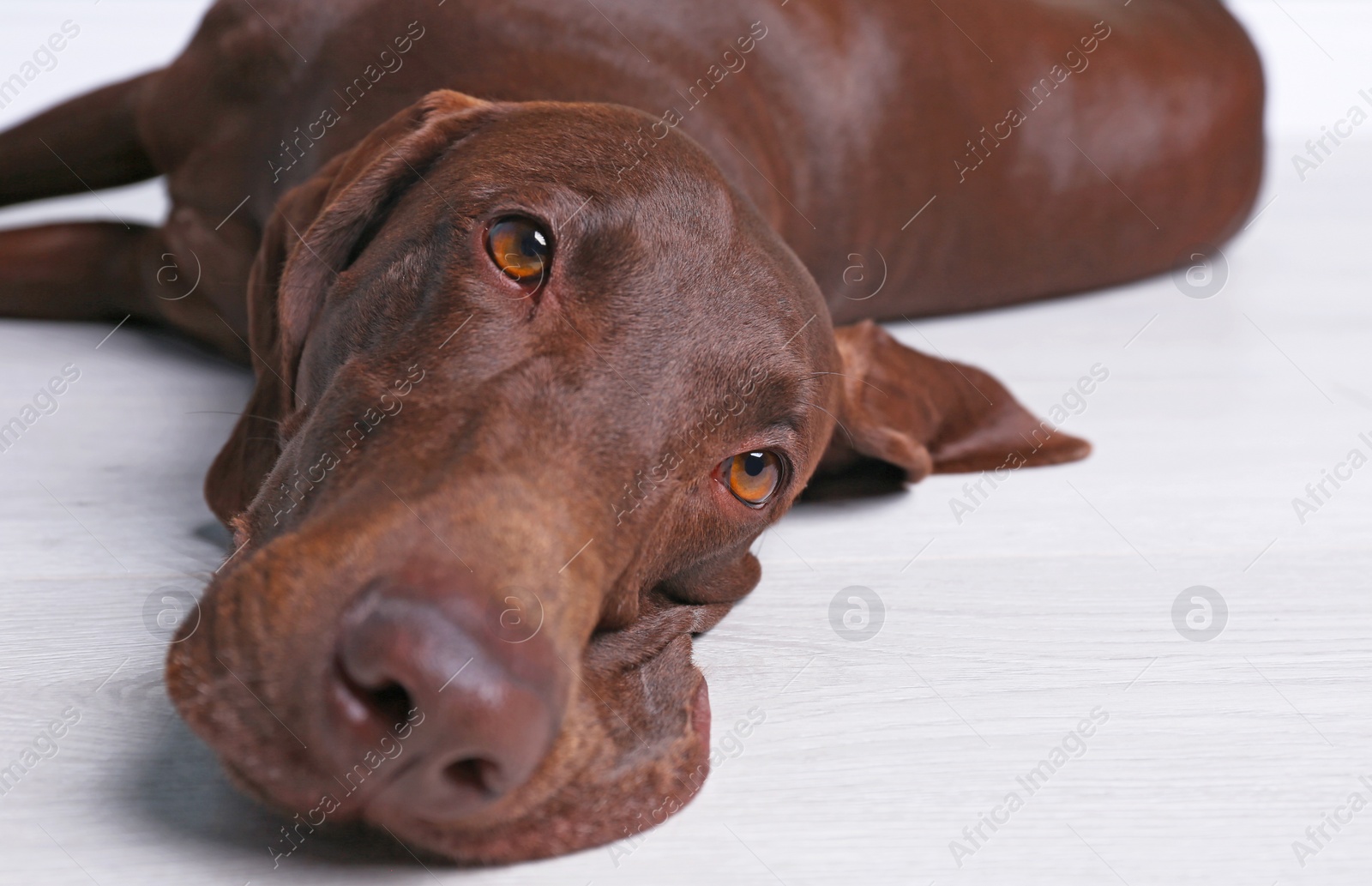 Photo of German Shorthaired Pointer dog lying on floor