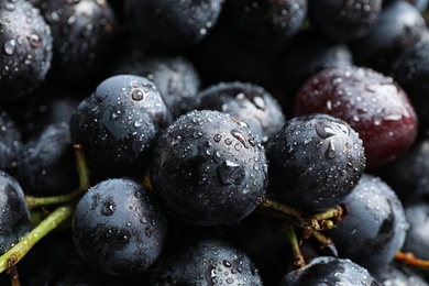 Fresh ripe juicy black grapes as background, closeup view