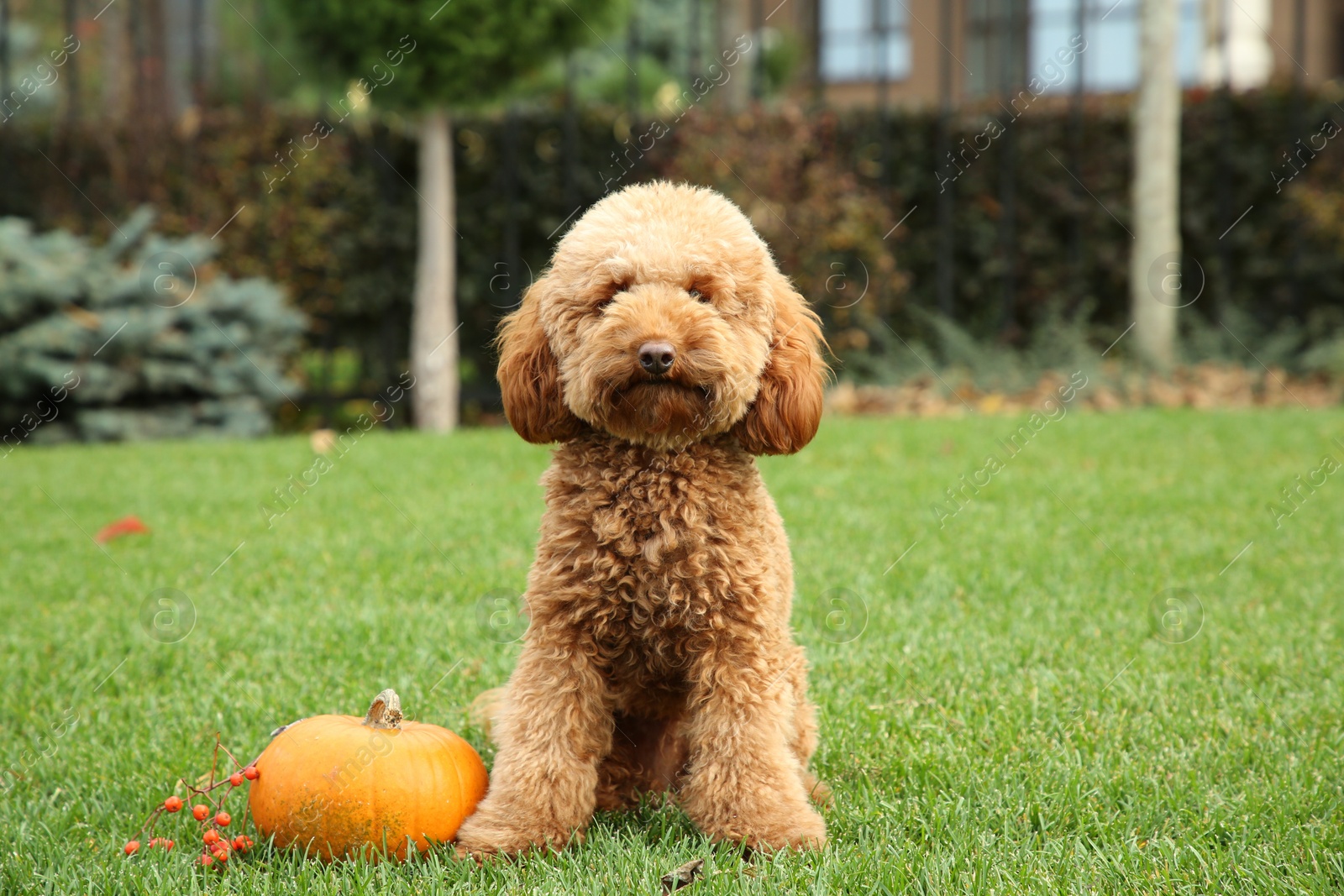 Photo of Cute fluffy dog, pumpkin and red berries on green grass in park